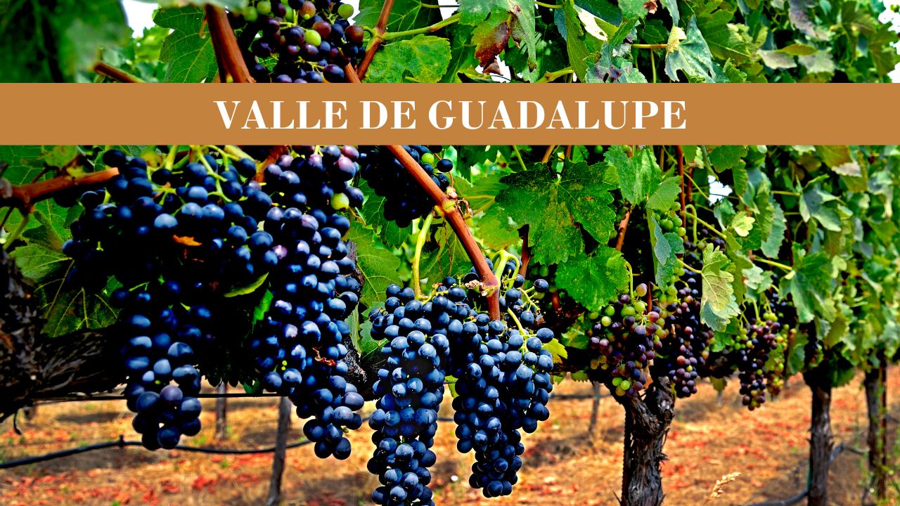 VALLE DE GUADALUP(2)